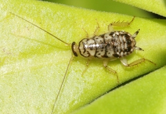 Aglaopteryx gemma