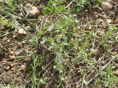 Cryptantha crassisepala