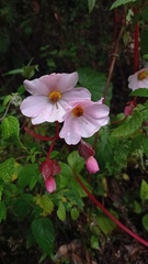Begonia octopetala