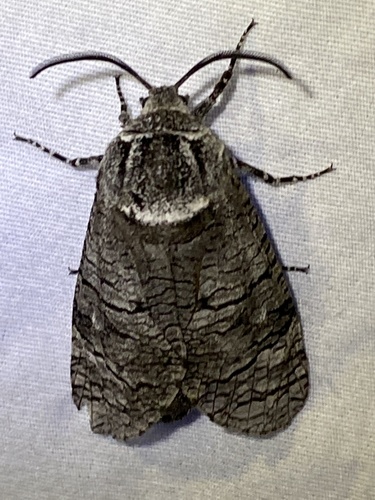 Little Carpenterworm Moth photo 3