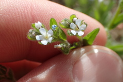 Cryptantha crassisepala
