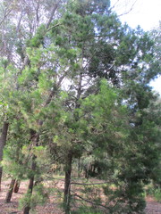 Callitris columellaris