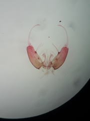 Anopheles bellator