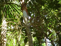 Cyphophoenix alba