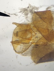 Cymbiodyta vindicata