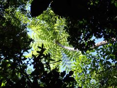 Sphaeropteris intermedia