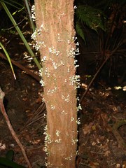 Syzygium guillauminii