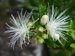 Metrosideros operculata