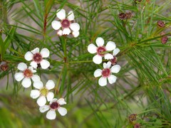 Sannantha pinifolia