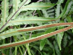 Telmatoblechnum indicum