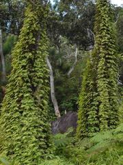 Lygodium reticulatum