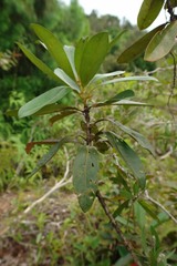 Metrosideros laurifolia