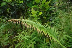 Blechnum orientale