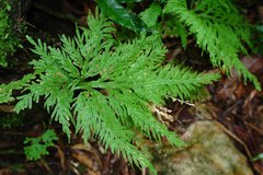 Selaginella hordeiformis