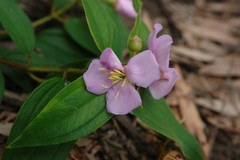 Melastoma denticulatum
