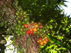 Kibaropsis caledonica