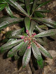 Tapeinosperma rubriscapum