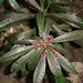 Tapeinosperma rubriscapum - Photo (c) juju98, some rights reserved (CC BY-NC), uploaded by juju98