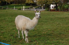 Llama photo 3
