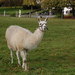 Llama - Photo (c) Lucyin, algunos derechos reservados (CC BY-SA)