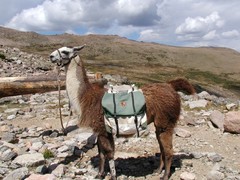 Llama photo 4
