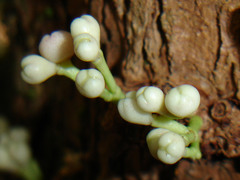 Syzygium guillauminii
