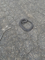 Nerodia sipedon sipedon