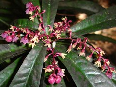 Tapeinosperma rubriscapum