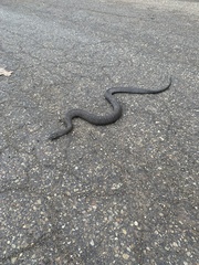 Nerodia sipedon sipedon