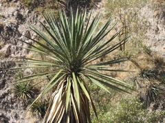 Yucca carnerosana