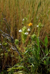 Castilleja rubicundula rubicundula