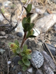Salix setchelliana
