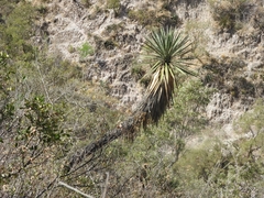 Yucca carnerosana