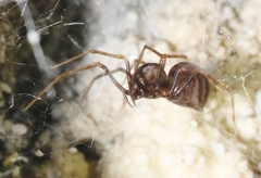 Scytodes fusca