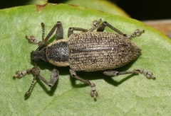 Diaprepes famelicus