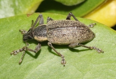 Diaprepes famelicus