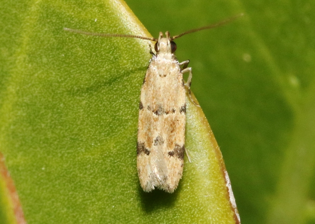 Recurvaria annulicornis