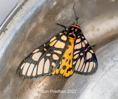 Aglaomorpha plagiata