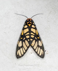 Aglaomorpha plagiata