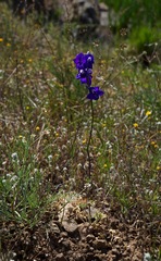 Delphinium uliginosum