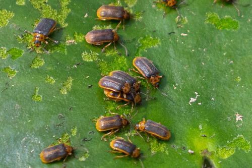 Waterlily Leaf Beetle, photo 5 of 10