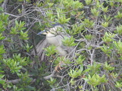 Morella cerifera image
