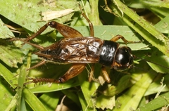 Gryllus assimilis