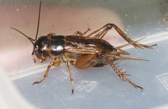 Gryllus assimilis
