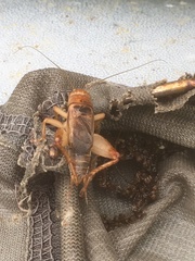 Anurogryllus arboreus