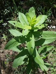 Grindelia microcephala adenodonta
