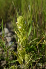 Castilleja rubicundula rubicundula