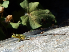 Liolaemus tenuis