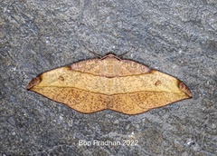 Hypochrosis hyadaria