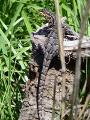 Liolaemus tenuis